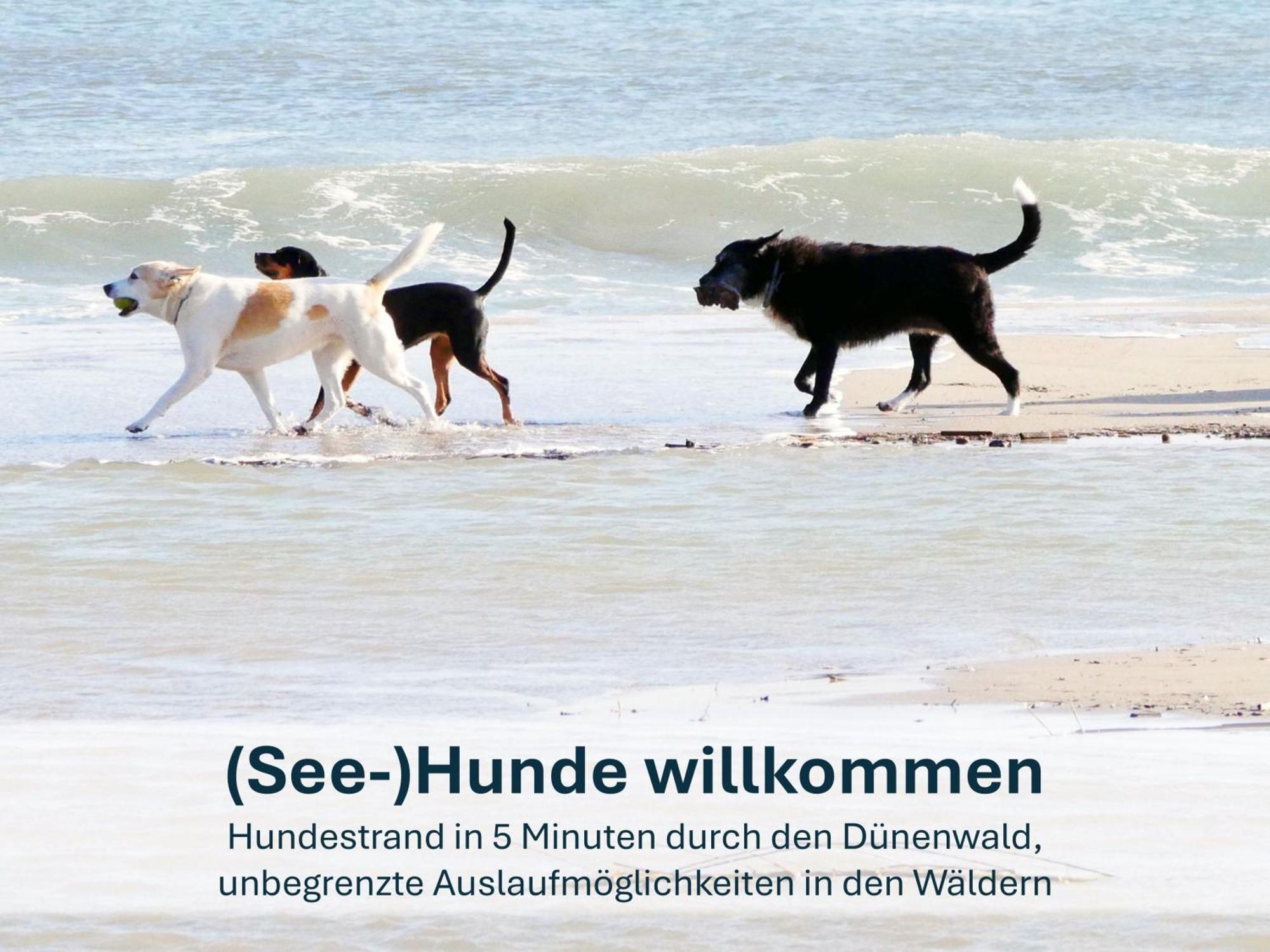 Paradies-Ambiente - Strandnah, Sauna, Kamin, Hundefreundlich 奥斯特西巴德钦诺维茨 外观 照片